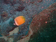 Chaetodon kleinii