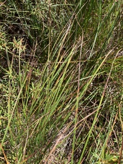 Carex globularis