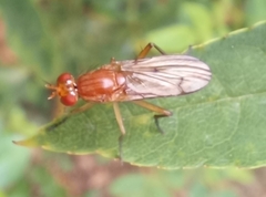 Sciomyzoidea