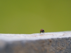 Apterobiroina australis