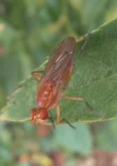Sciomyzoidea