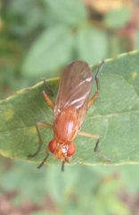 Sciomyzoidea
