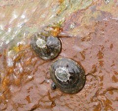 Patellogastropoda