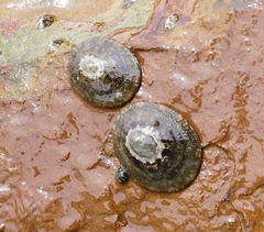 Patellogastropoda