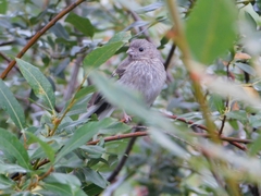 Carpodacus sibiricus