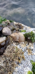Buccinoidea