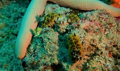 Halgerda wasinensis