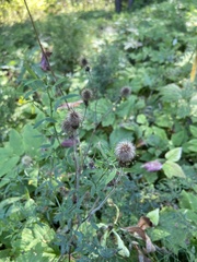 Geum