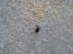 Apterobiroina australis