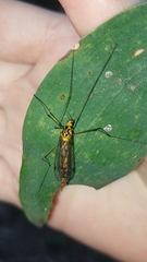 Nephrotoma australasiae