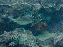 Canthigaster petersii