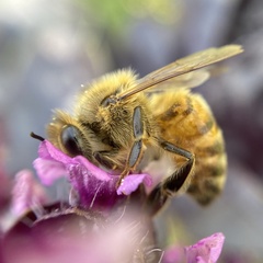 Apis mellifera