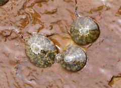 Patellogastropoda