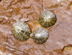 Patellogastropoda