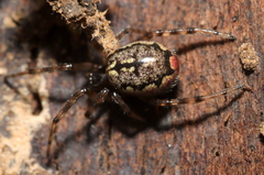 Enoplognatha