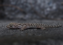 Cyrtopodion scabrum