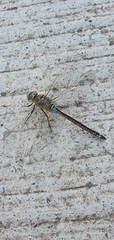 Anax parthenope