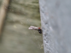 Apterobiroina australis