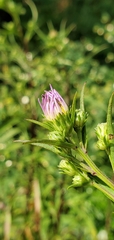 Symphyotrichum subspicatum