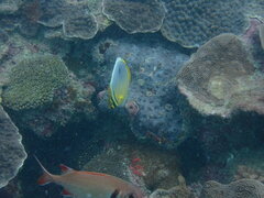 Chaetodon trifasciatus