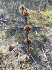 Phlomoides tuberosa