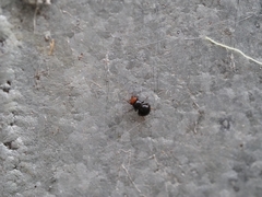 Apterobiroina australis