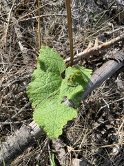 Phlomoides tuberosa