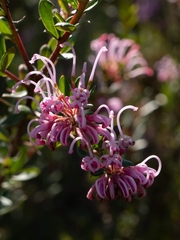 Grevillea sericea