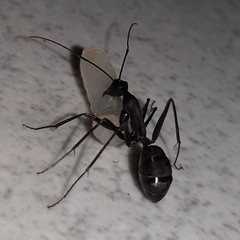 Camponotus angusticollis