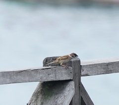 Passer montanus