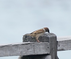 Passer montanus