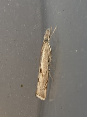 Agriphila geniculea