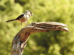 Aegithalos caudatus