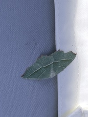 Campaea margaritaria