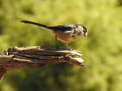 Aegithalos caudatus