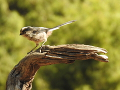 Aegithalos caudatus