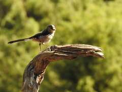 Aegithalos caudatus