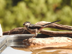 Aegithalos caudatus
