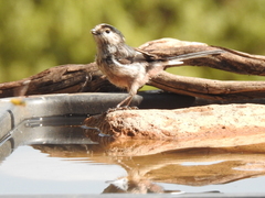 Aegithalos caudatus