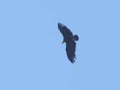 Aegypius monachus