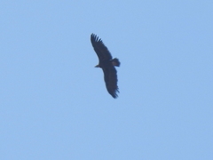 Aegypius monachus