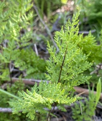 Cheilanthes austrotenuifolia