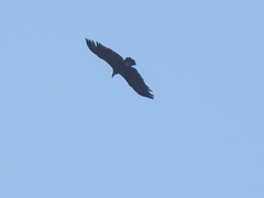 Aegypius monachus