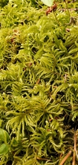 Kindbergia oregana