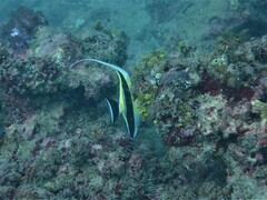 Zanclus cornutus