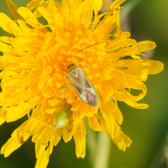 Adelphocoris lineolatus