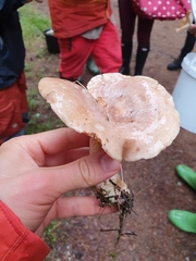 Lactarius trivialis