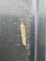 Agriphila geniculea