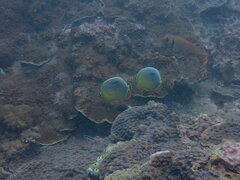 Chaetodon trifasciatus