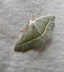 Campaea margaritaria